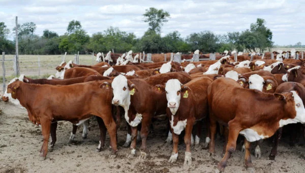 Lote de ganado